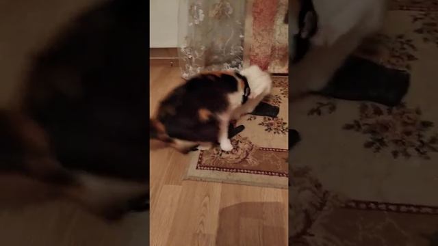 Кошачья эфория на запах лабрадора. Feline euphoria at the smell of labrador. Gags. Cats. смотреть онлайн