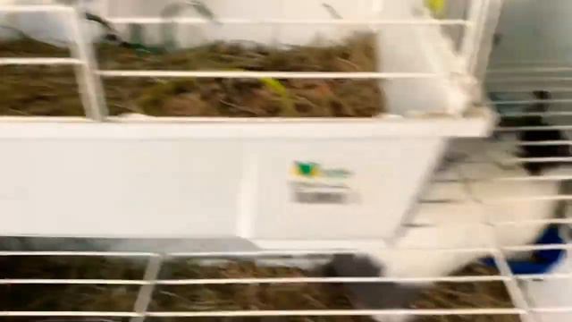 Cute Bunny Rabbits In PetShop Store TheReef Gibraltar / Милые Зайцы Кролики Зоомагазин Риф Гибралта смотреть онлайн