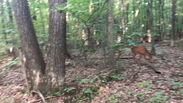 Tame Deer on Metacomet Trail смотреть онлайн