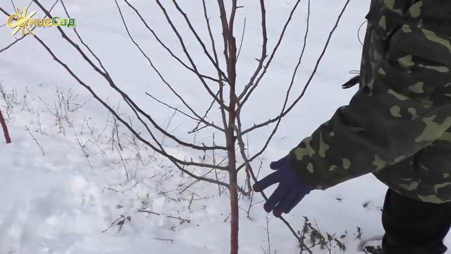 Обрізка молодої яблуні (1-2 роки) ?? смотреть онлайн