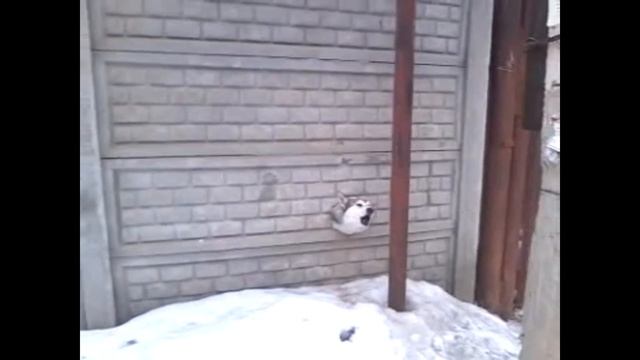 ТОПовая ПОДБОРКА ВОРОТНЫХ СИСТЕМ, ЗАБОРОВ и БРАТЬЕВ НАШИХ МЕНЬШИХ ? FUNNY ANIMALS 2018 / #3 смотреть онлайн