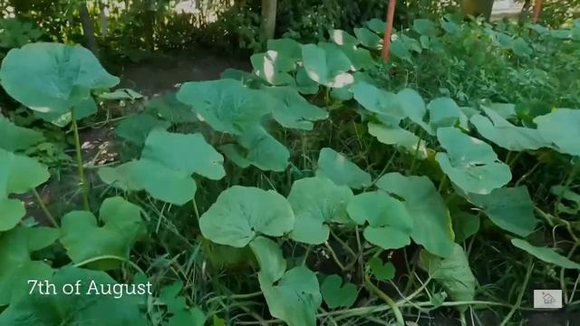 HOKKAIDO PUMPKIN:THE VEGETABLE THAT MAKES YOU FEEL LIKE A KID IN THE CANDY STORE!#grow #organic #di смотреть онлайн