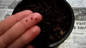 Выращивание клюквы из семян в домашних условиях.