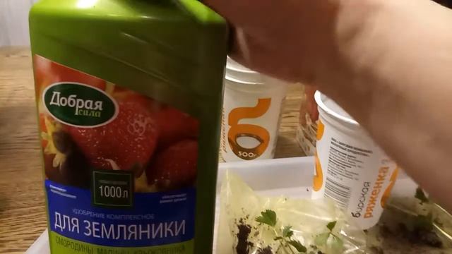 Как посадить купленную землянику в домашних условиях. смотреть онлайн