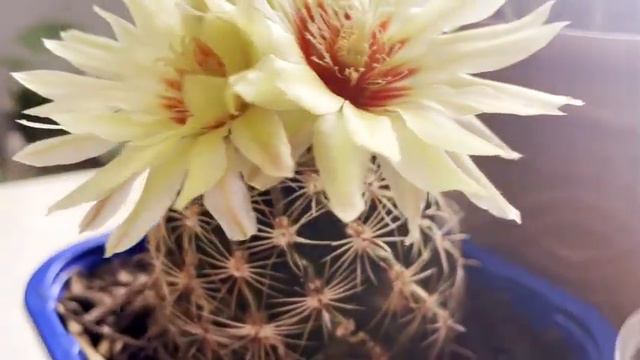 MIS PLANTAS FAVORITAS DEL MES | CACTUS | SYNGONIUM | Ale plantas смотреть онлайн