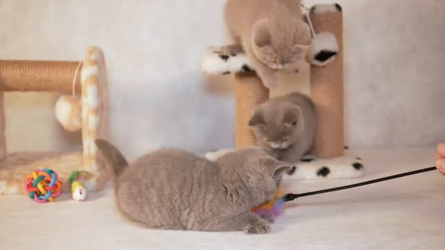Котятам 8 недель, Litter-F2 смотреть онлайн