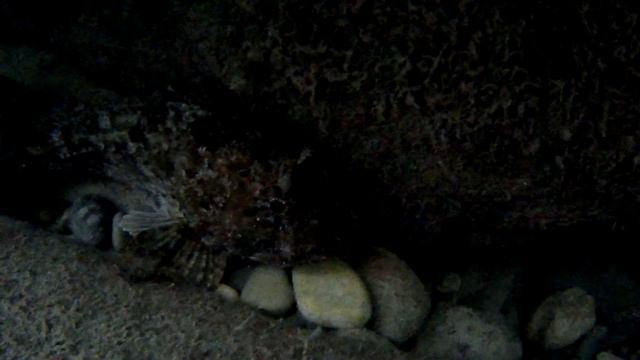 Черноморская скорпе́на, Морской ёрш. Ядовитая рыба Черного Моря! смотреть онлайн