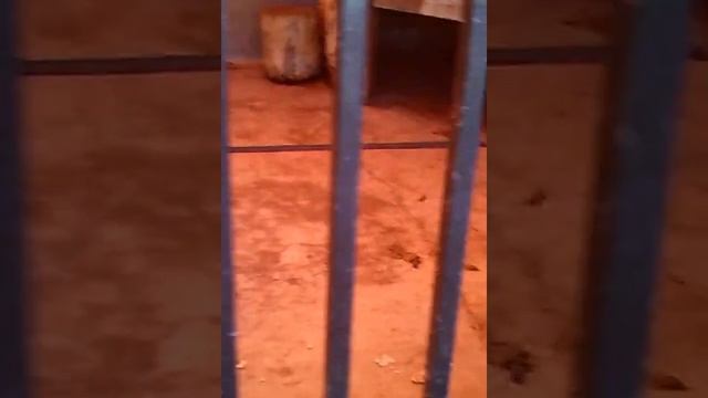 Волки едят мясо смотреть онлайн