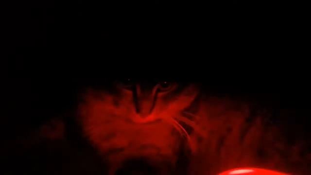 Мигающий кот смотреть онлайн