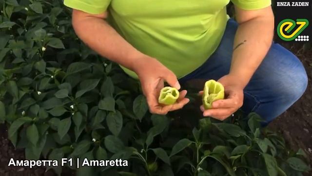 Amaretta F1 - Hibrid De Ardei Gras De La Compania Enza Zaden (Olanda)