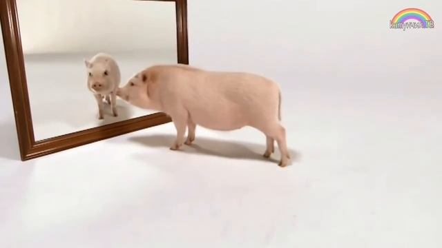 Для детей | Учим животных домашних, диких и морских | Как говорят животные смотреть онлайн