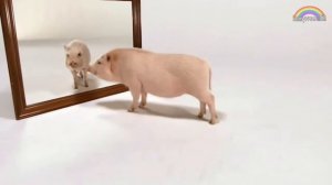 Для детей | Учим животных домашних, диких и морских | Как говорят животные