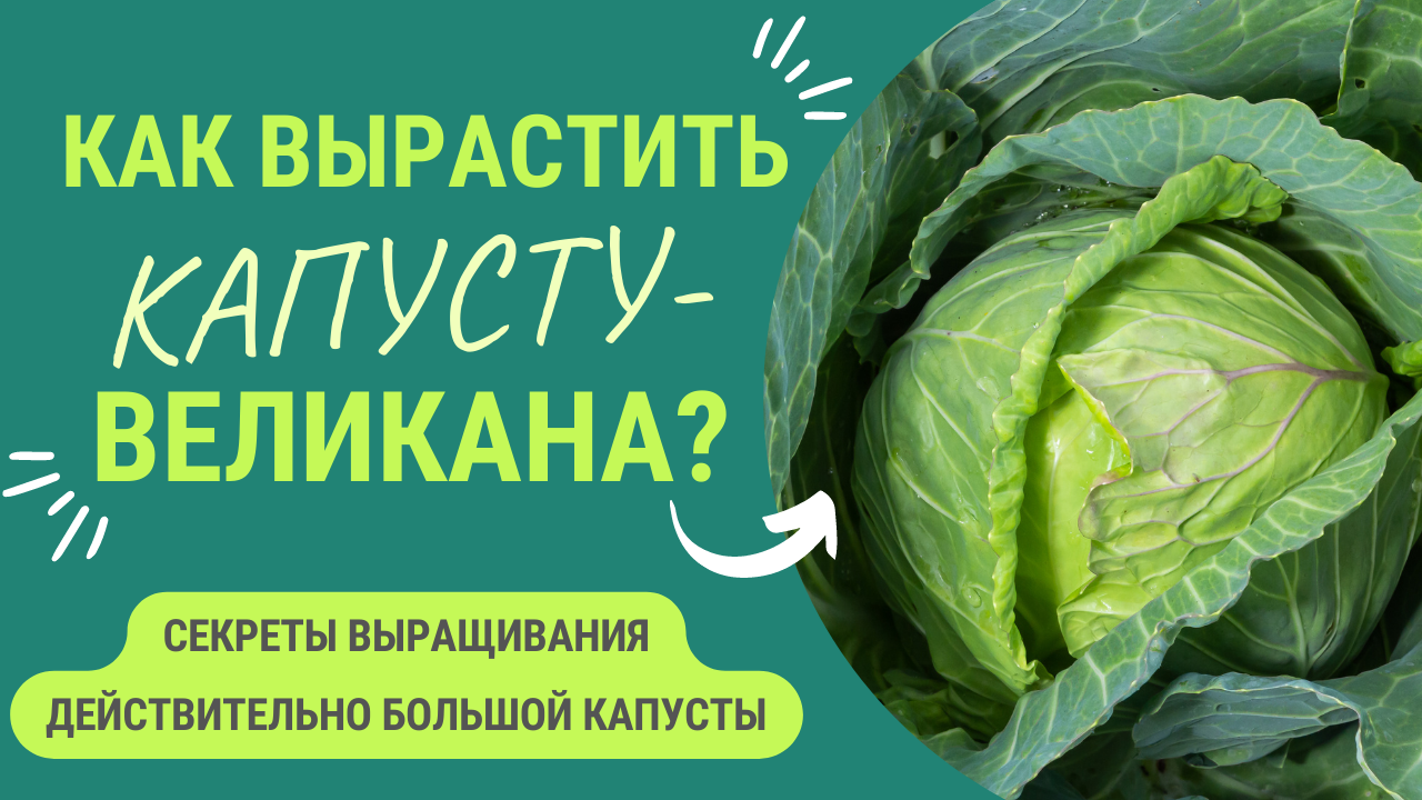 КАК ВЫРАСТИТЬ КАПУСТУ - ВЕЛИКАНА? смотреть онлайн