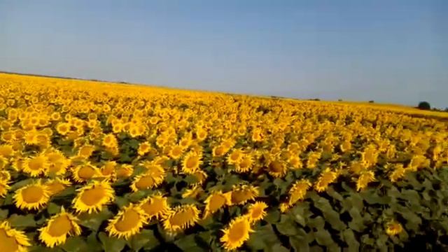 Ecotourism - Field of sunflowers - Ukraine - Экотуризм - Подсолнухи - Украина смотреть онлайн
