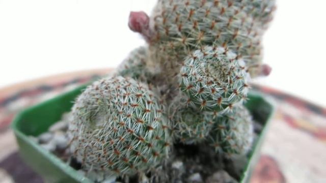 Rebutia Heliosa - Cactus From Bolivia