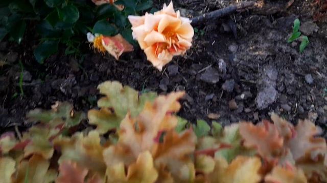 Обзор роз ?? Смылся фиолетовый цвет??? смотреть онлайн