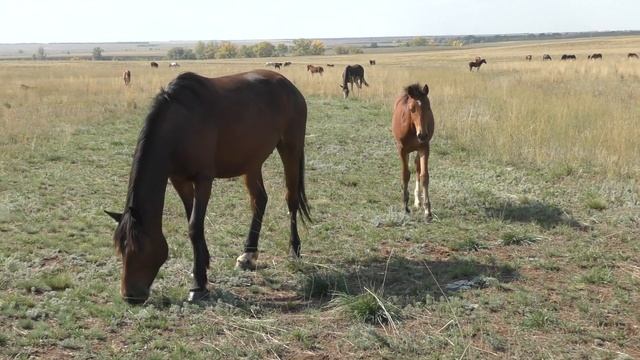 Табун с жеребятами. Сентябрь. смотреть онлайн