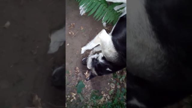 Охота на крис смотреть онлайн