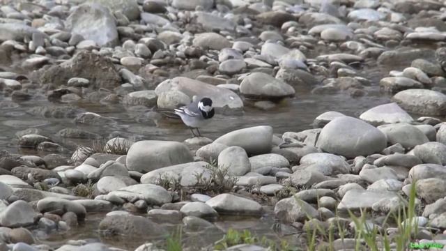 Белая трясогузка - White wagtail смотреть онлайн
