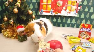 Еда Челлендж - Китайская Еда Против Питомцев - Свинка Бузя Распаковка Вкусняшек