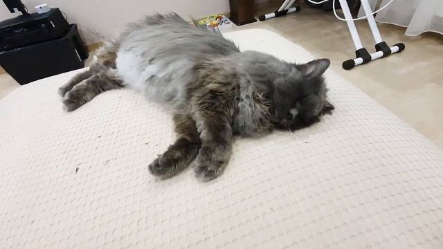 Котик мило спал, а потом резко напал на меня! смотреть онлайн