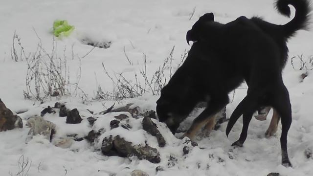 Собаки занимаются любовью смотреть онлайн