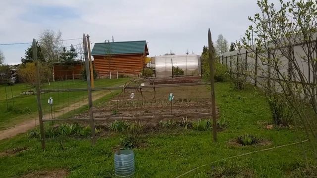 Вес тушки петуха Грей маран.? смотреть онлайн