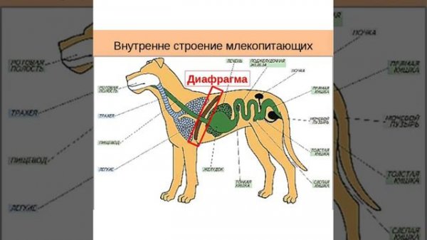 Урок биологии на тему: Класс Млекопитающие.