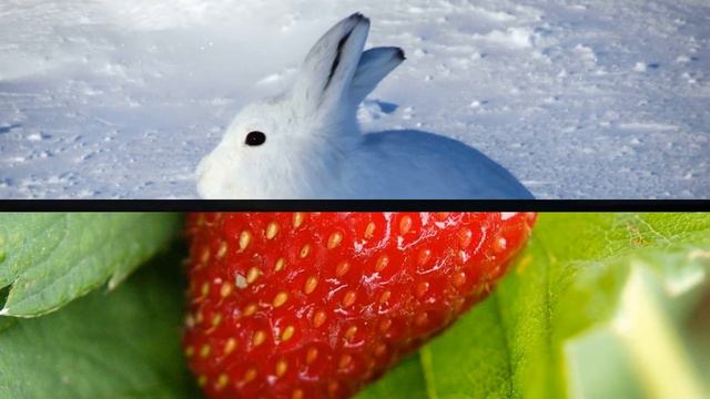 Потоковые стихи.Вкусные зверушки. Богомолова Елена смотреть онлайн