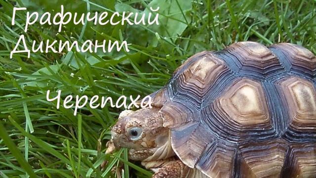 Графический Диктант Черепаха смотреть онлайн