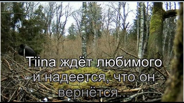 Одинокий чёрный аист смотреть онлайн