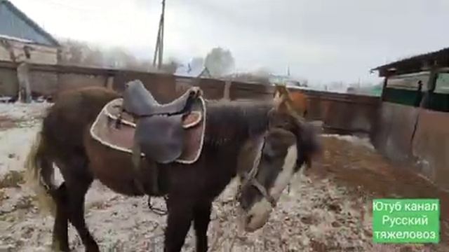 В каком возрасте обучать ? лошадь? смотреть онлайн