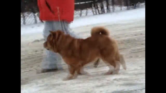 маргарита чау смотреть онлайн