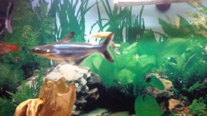 Пангасиусы в аквариуме