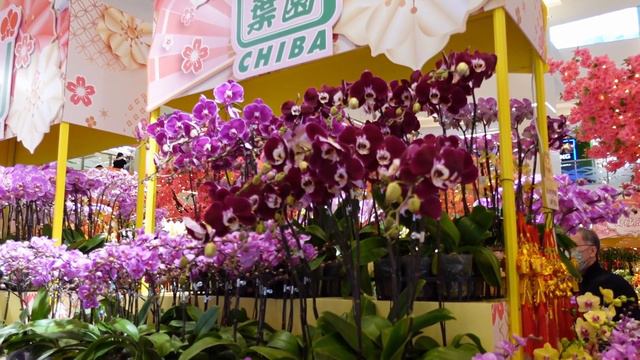 Lunar New Year 2023 in Hong Kong смотреть онлайн