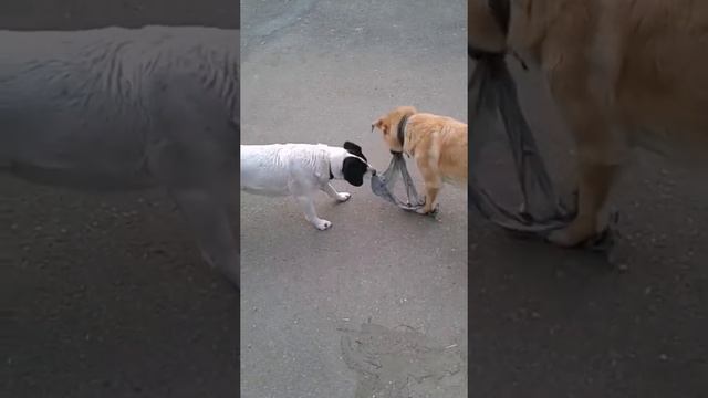 История жизни и смерти 5 летней собаки Бэллы. смотреть онлайн