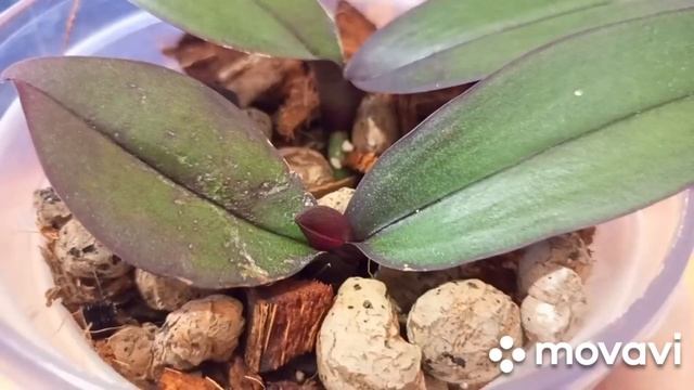 30.03.2023 г. ДЕТКИ от ОРХИДЕИ,, ВАВИЛОН ПРЕТТИ,, в НОВОЙ ПОСАДКЕ спустя месяц!!! смотреть онлайн