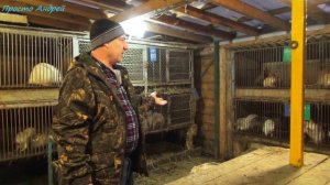 С чего начать разведение и содержание нутрий