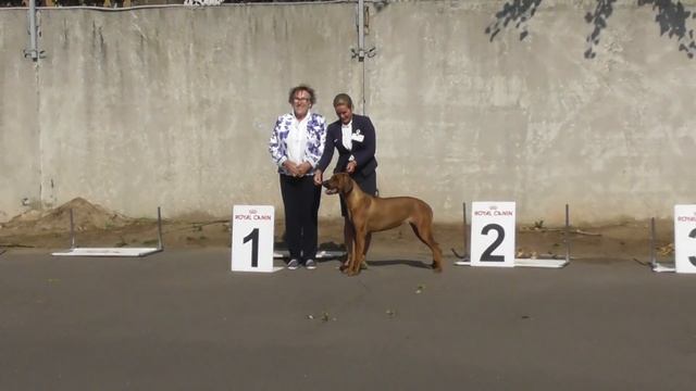 Родезийский риджбек, собака занявшее первое место смотреть онлайн
