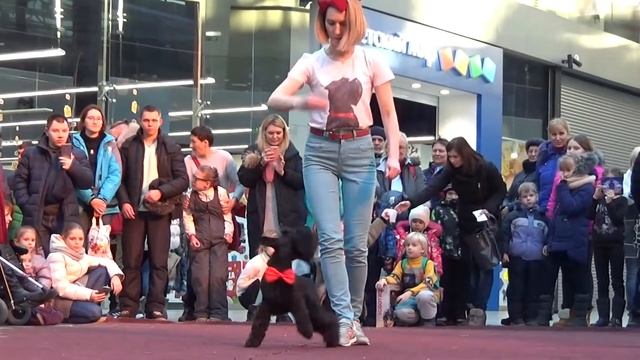 Собачий фестиваль. Сегодня праздник у собак, сегодня будут танцы... смотреть онлайн