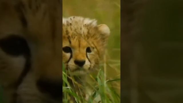 Эдит(Кошка,Лиса, Лев,Тигр, Бигль, Змея, Гепард)а почему бы и нет)💝💝 смотреть онлайн