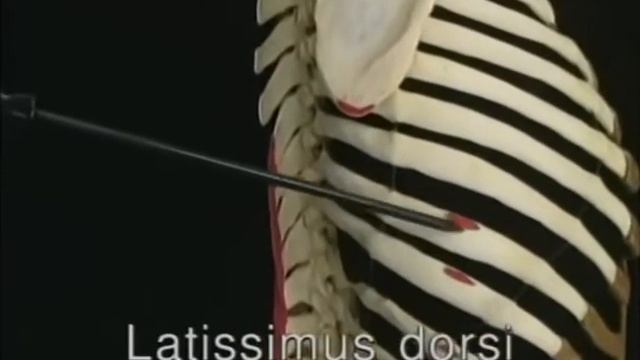 1.1.9 широчайшая мышца спины, большая грудная и дельтовидная мышцы (2.48)