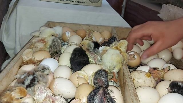Сколько вывелось цыплят из 400 яиц?? смотреть онлайн
