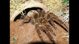 СОДЕРЖАНИЕ ПАУКА-ПТИЦЕЕДА. Стоит ли заводить дома паука?