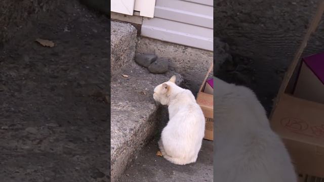 Бездомные Кошки спасают людей. смотреть онлайн