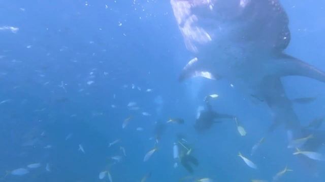 Поплавать с огромными акулами? Это вам на Филиппины! Где, когда и сколько стоит!