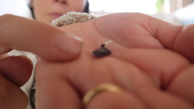 Como germinar #Tomates incluso en Invierno! | El famoso Método del Platito! Y mi lista de Variedade смотреть онлайн