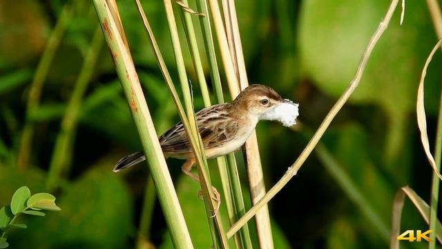Zitting Cisticola by RST Wildlife смотреть онлайн