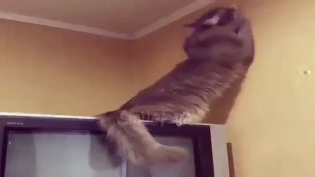 Смешные коты 1 часть смотреть онлайн