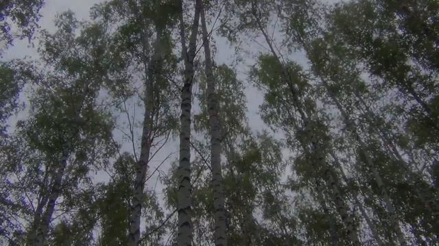 Грибы подберезовики 10 июня 2017 подберезовик тихая охота грибалка лес тайга природа туризм поход смотреть онлайн